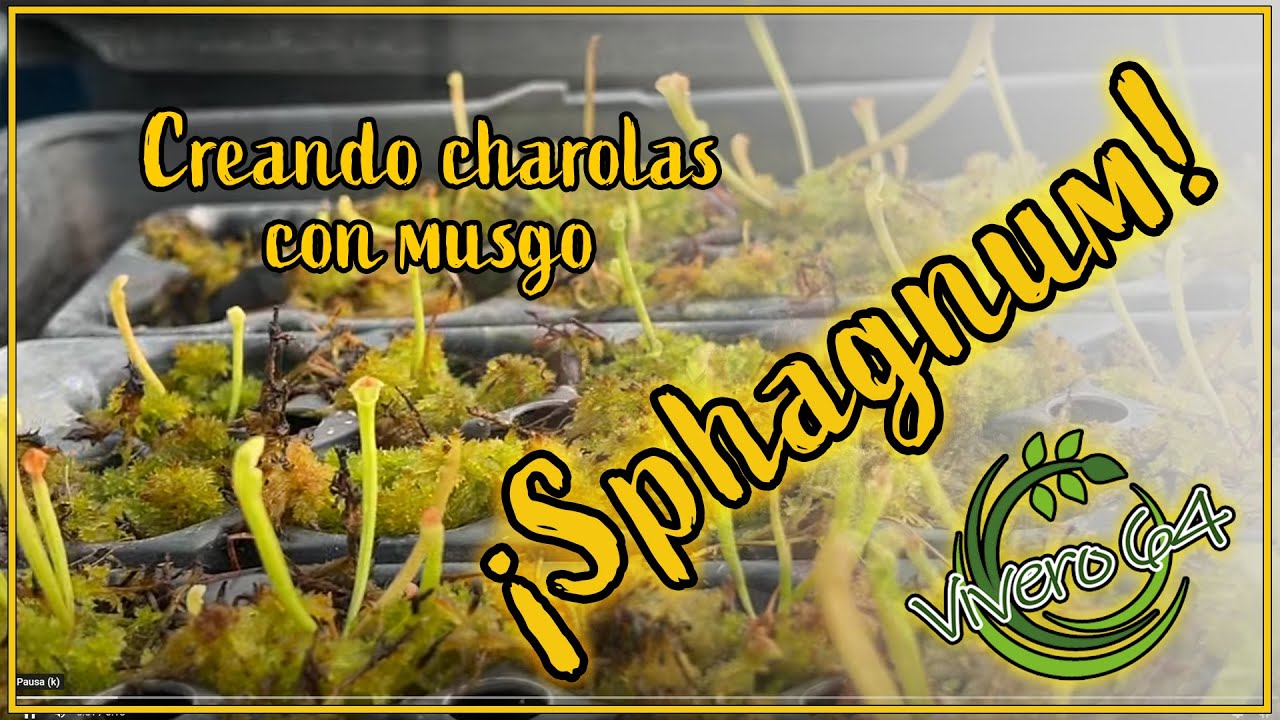 creando charolas con musgo ¡sphagnum! narrado