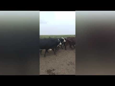 Vacas en Cañada Ombú, Santa Fe.