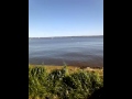 Seagulls Eating French Fries