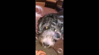 Raping dog