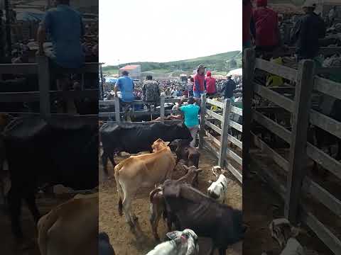FEIRA DO  GADO DE CAPOEIRAS PERNAMBUCO 06.03.26