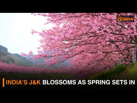India's J&K blossoms as spring sets in | DD India News Hour