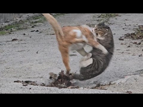 대장 자리 걸고 싸우기