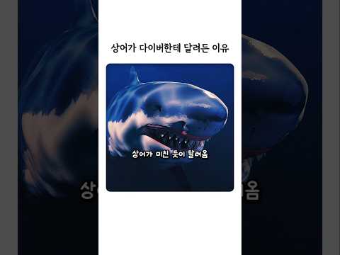 상어가 다이버한테 달려든 이유