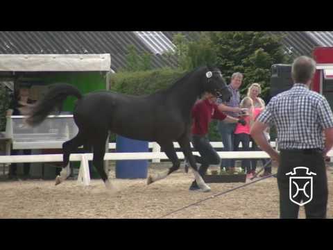 NF025 Holsteiner Stute von Diarado - Caretino - Quantum