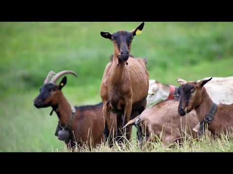 , title : 'Chamois Colored Goat | History, Facts & Characteristics'