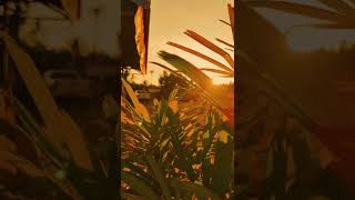 Download lagu mentahan video aesthetic sunset untuk bahan quotes free download media fire mp3 Download lagu mentahan video aesthetic sunset untuk bahan quotes free download media fire mp3