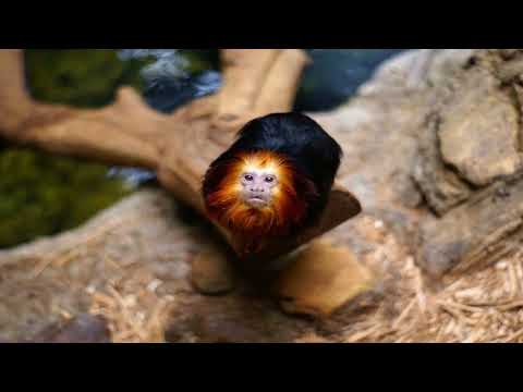 Best Western Tulsa Airport - Tulsa (Oklahoma) - United States