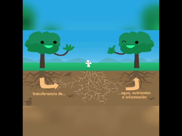 Vídeo relacionado con Sensibilidad e inteligencia en el mundo vegetal (Rústica)