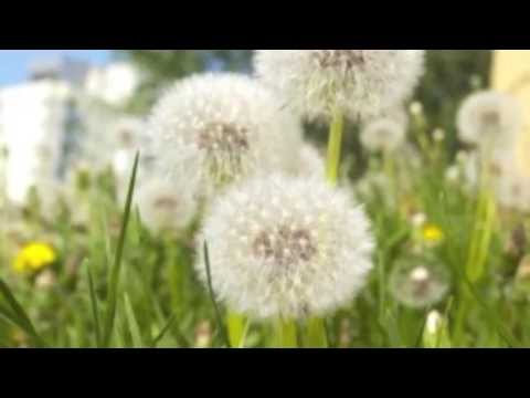 Dandelion The Mizells