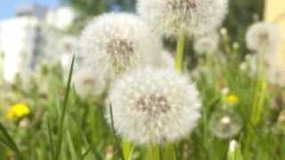 Dandelion The Mizells