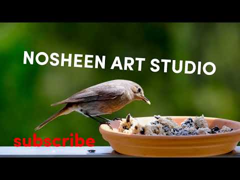 Wild Birds wildlife || beautiful Nature ||NOSHEEN ART STUDIO