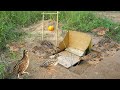 New Creative Quail Bird Trap Using Box Deep Hole How To Make Creative Quail Trap