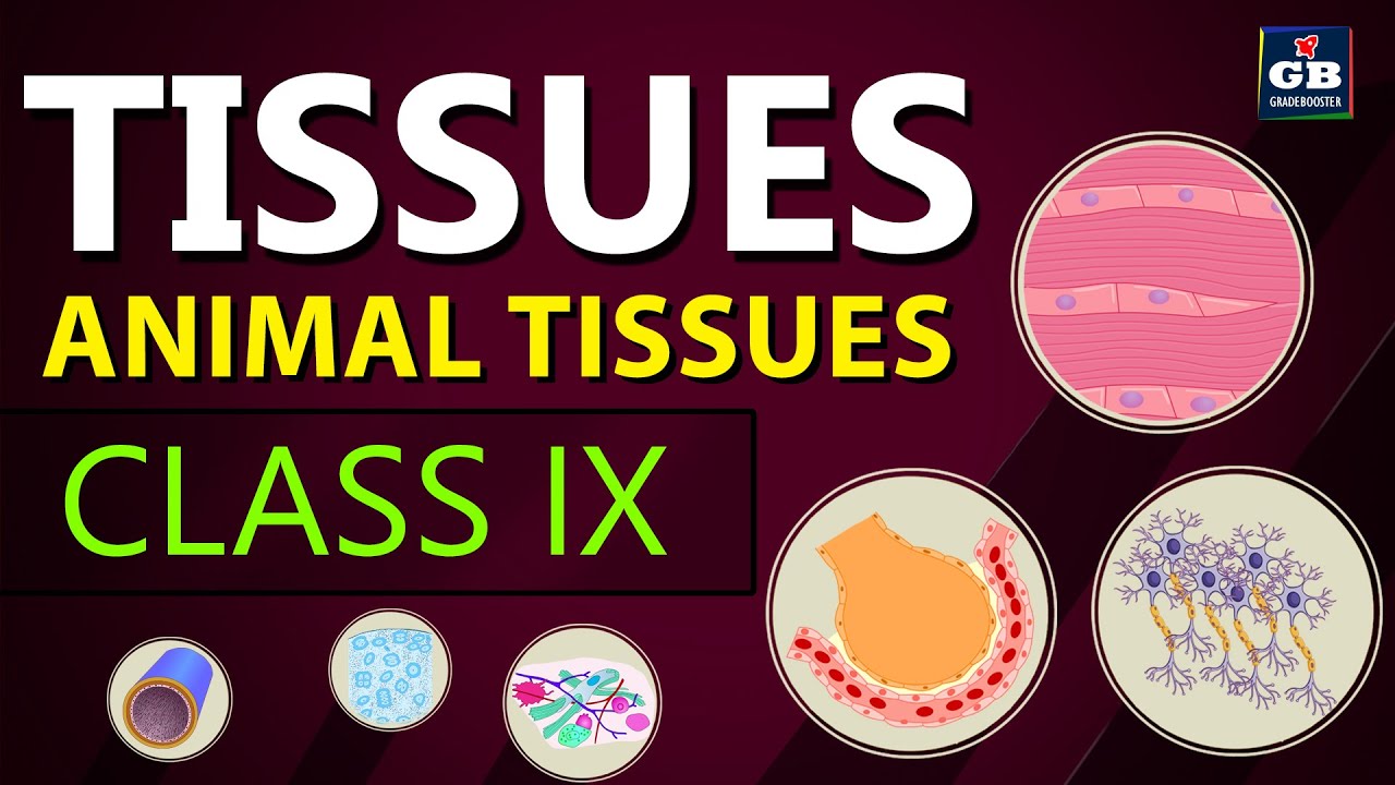 #Animal TISSUES | TISSUES chapter |Class 9th biology | Ncert class 9 |cbse 9 Biology syllabus