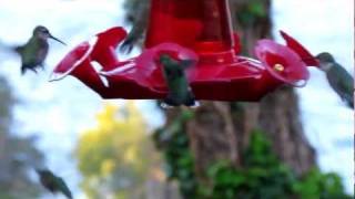 preview picture of video 'Hummingbirds Of Beaver Lake Arkansas'