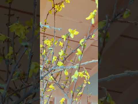 園芸 パリのミモザ、レンギョウ