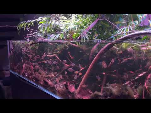 flooded forest tank ( blackwater ) aquascape