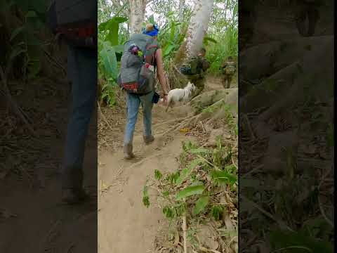 5 days trekking across the Darien Gap with my dog #hiking #migrants #shorts