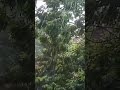 Rimjhim Gire Sawan Old Is Gold Sawan Whatsapp Status