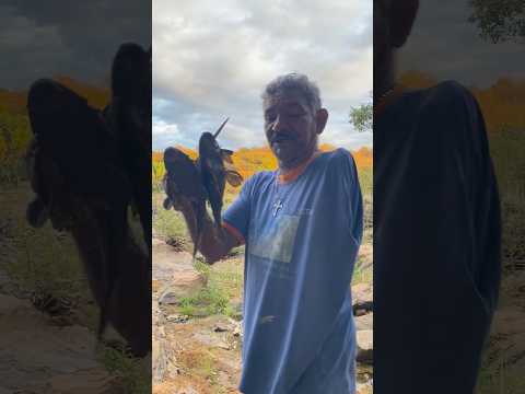 Fomos pescar em Aurora Ceará e decidimos acampar por lá. Dormimos na beira do rio 🎣🐺😍😂❤️ #shorts