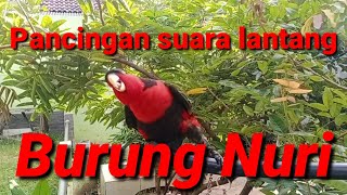Download lagu pancingan suara lantang burung Nuri kepala Hitam mp3