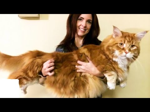 top 10 Rarest Cat Breeds in the World