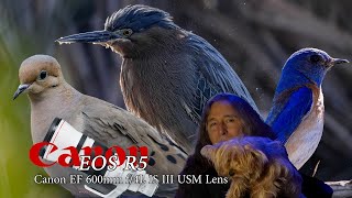 My favorite wildlife photos from Sepulveda & Lake Casitas that didn't fit in other videos & homage 😞