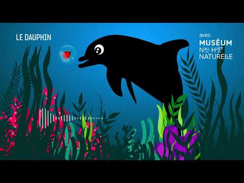 Le grand dauphin : querelle en haute mer