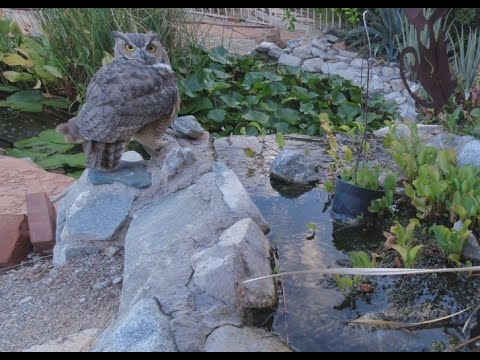 Owl timelapse 2021 09 11