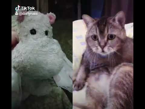 The LOOK 😻😻😻