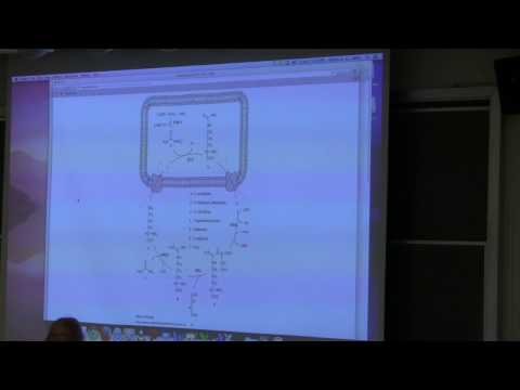Ahern's BB 350 at OSU - 36. Nitrogen Metabolism II