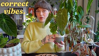 these plants were struggling and now they're not (the dream)