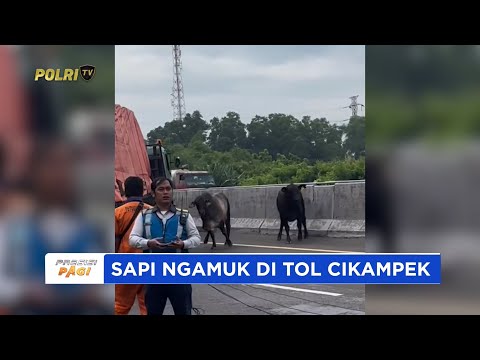 KA INDUK PJR CIKAMPEK KORLANTAS POLRI TERLIBAT AKSI DRAMATIS DI KM 57 SAAT 2 EKOR SAPI NGAMUK