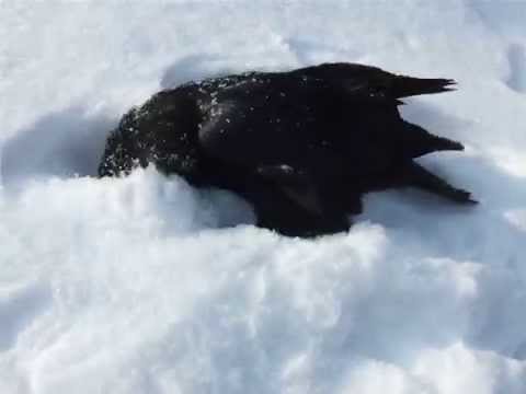 kranklys sniege-raven in the snow