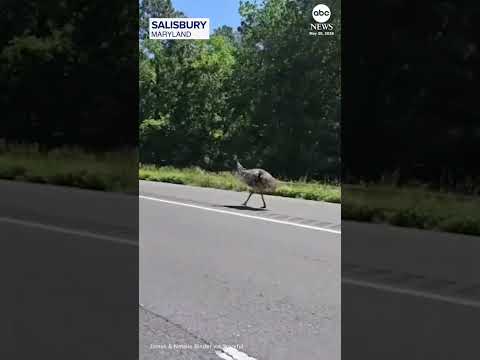 Escaped emu leads police on highway chase