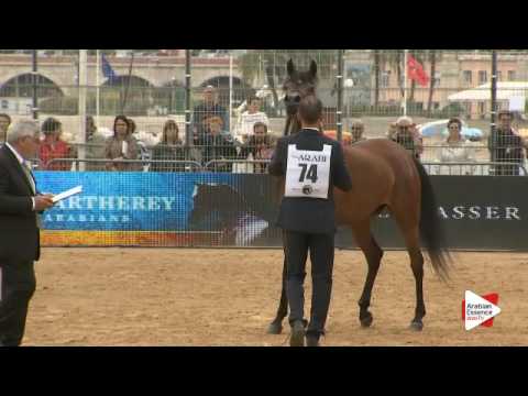 N.74 GHAZALAH ALAALYA - Menton 2016 - Mares 4-6 years old (Class 4)