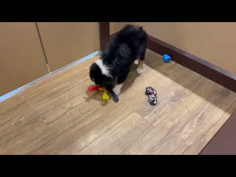 Australian Shepherd - 4879 video preview