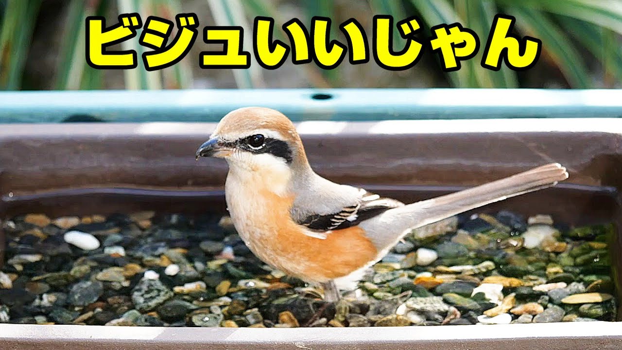 植木鉢でバードバス（野鳥の水浴び場）冬編17：イイじゃん～スズメ/モズ