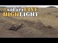 Lionesses Take Down Four Wildebeest In Under 30 Minutes