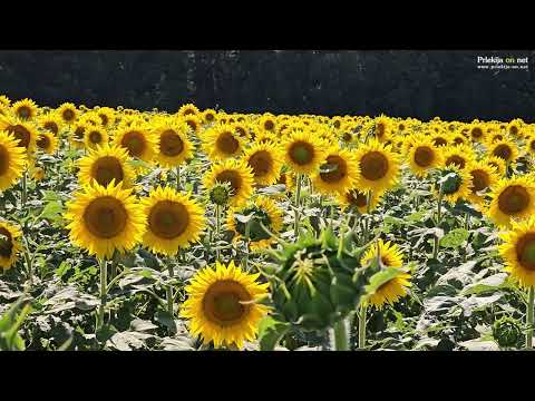 Polje sončnic v Prlekiji