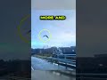 Pet Parrot Flies Away From Owner Over Bridge 🤯🥹❤️ #animalshorts #shortsfeed #animalrescue #parrot