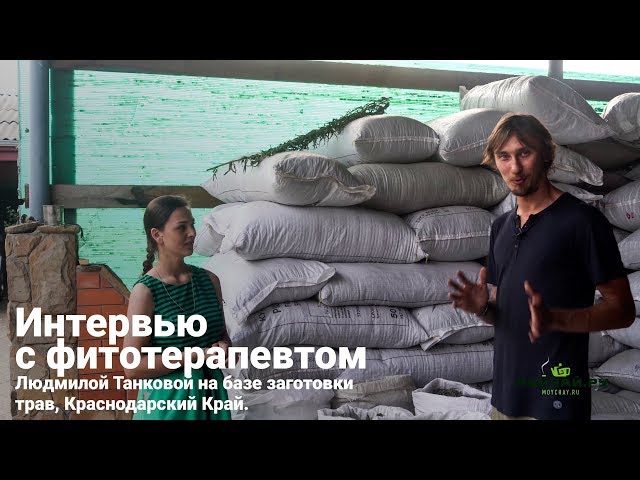 База заготовки трав, Краснодарский Край. Интервью с фито-терапевтом Людмилой Танковой