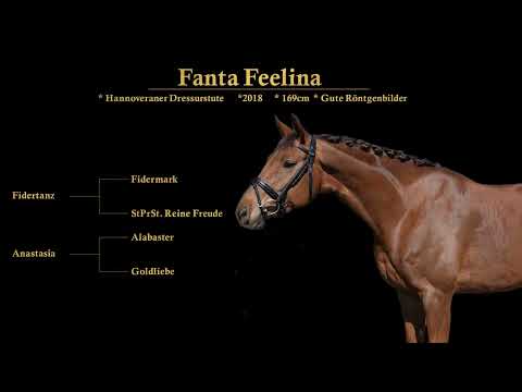 Bildschöne Dunkelfuchsstute von Fidertanz x Alabaster