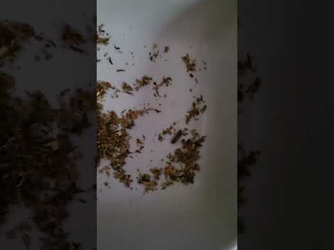 Good Stuff Tobacco - We found a living moving bug in our bag...