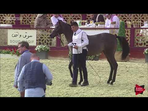 N.77 SAQR AL JASSASIYA - 2019 Qatar Int. Peninsula show - Yearling Colts (Class 4)