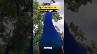 Download lagu surah haqqah -33. #motivation #deensayings #quran #quran #quranictranslation #bhaderwah #ytshorts mp3 Download lagu surah haqqah -33. #motivation #deensayings #quran #quran #quranictranslation #bhaderwah #ytshorts mp3