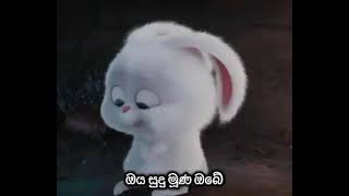 This is Sinhala song (rabbit singing)🐇🐇🐇�
