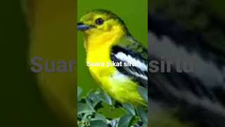 Download lagu suara pikat sirtu ampuh langsung nyambar mp3