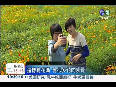 美濃花海季! 五彩波斯菊迎新年