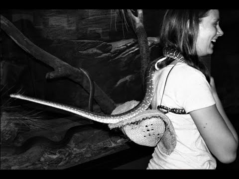 Krokodile, Schlangen, Dragons und das Auto